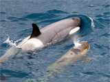 Orca and calf