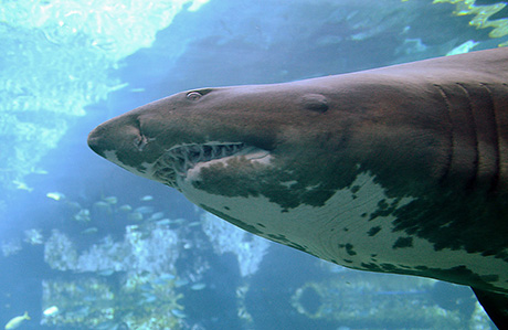 Ragged tooth shark - Carcharias taurus. Photo credit: Amada44, (<a href