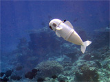 Robotic fish