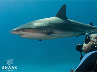Shark and diver