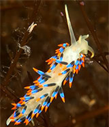 New species of nudibranch