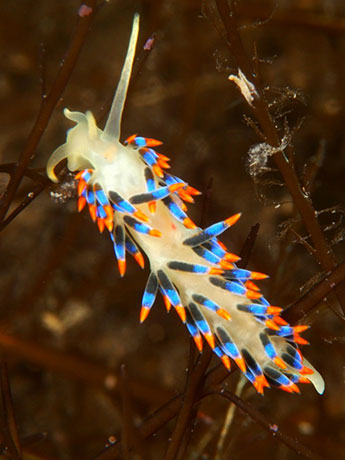 Trinchesia cuanensis nudibranch taken in the Isle of Man by Tim Nicholson