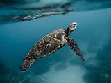 Green Turtle