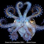 Amazing Squid by Dennis Corpuz