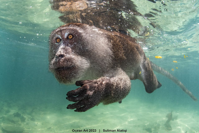 Aquatic primate