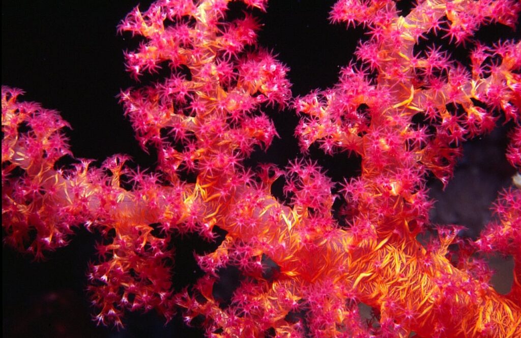 soft coral