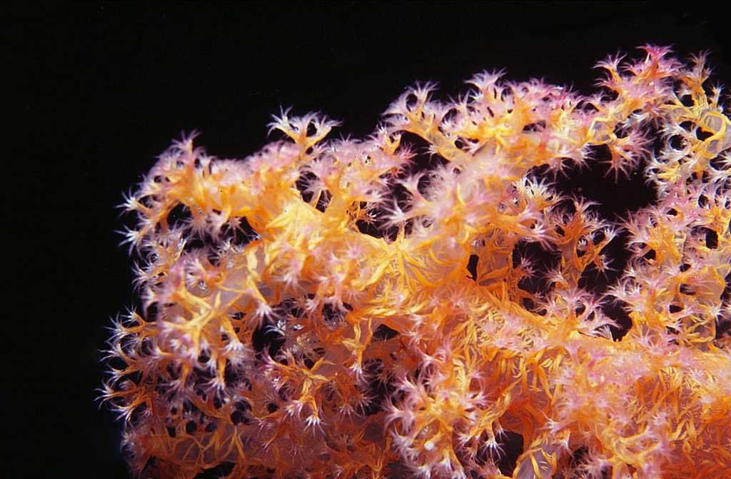 Soft coral, Dendronephthya, by Tim Nicholson of SCUBA Travel