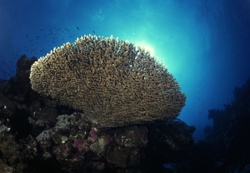 Acropora Table Coral. Photo credit: Tim Nicholson.