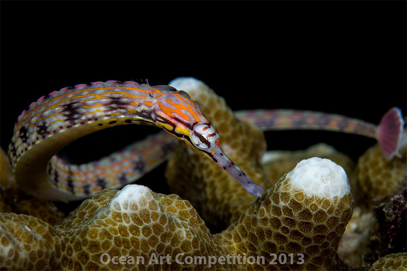 Pipefish on coral, Underwater photograph winner