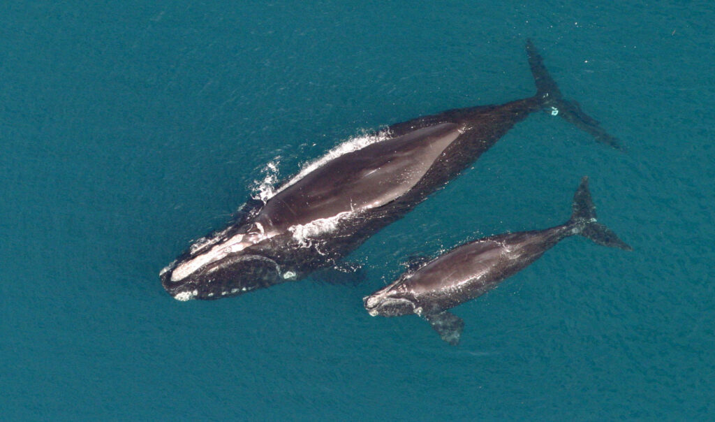 North Atlantic Right Whale, Mother and Calf