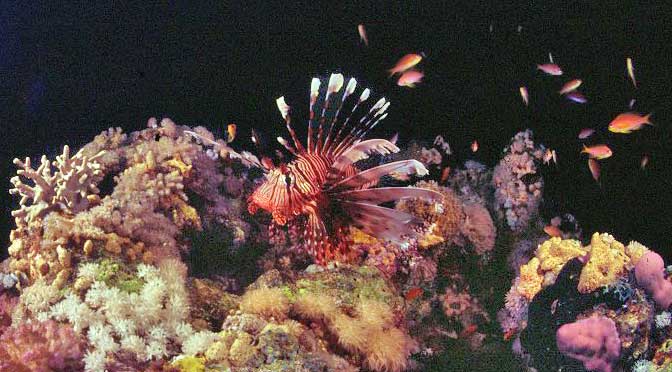 Lionfish by Tim Nicholson