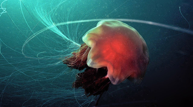 Lion's Mane Jellyfish by Tim Nicholson