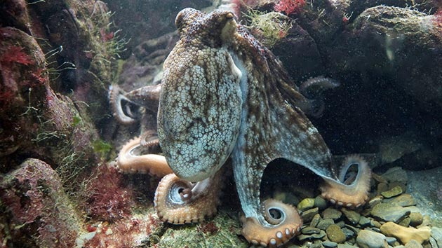 The most intelligent invertebrate - what can the octopus do? - SCUBA News