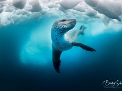 Seal under ice by Becky Kagan Schott