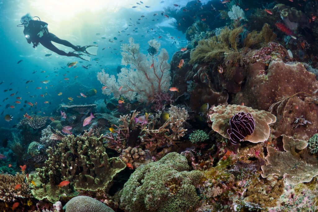 Diver on Coral Reef