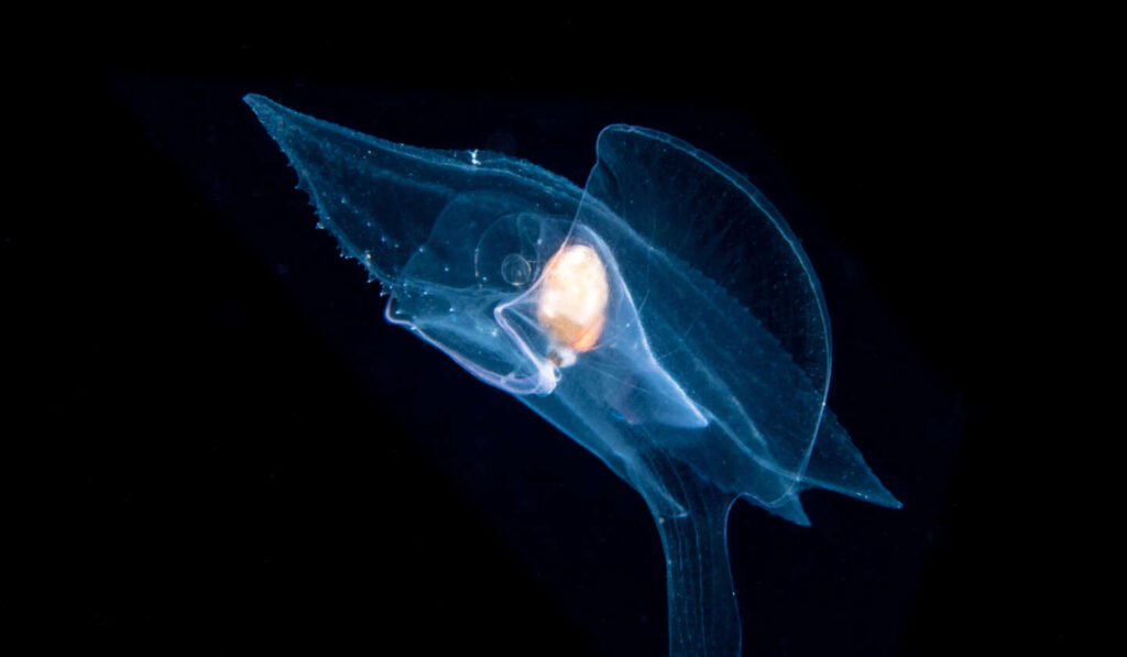 Sea Butterfly - Pteropoda - Pseudothecosomata - Cymbulia peronii