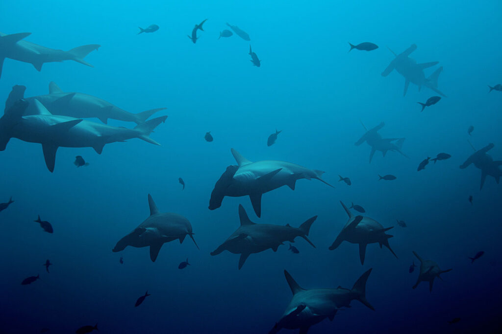 Hammerhead Sharks