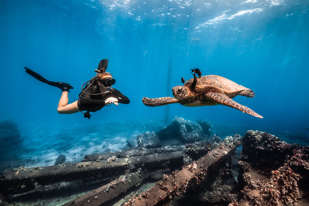 Avelo diving with turtle