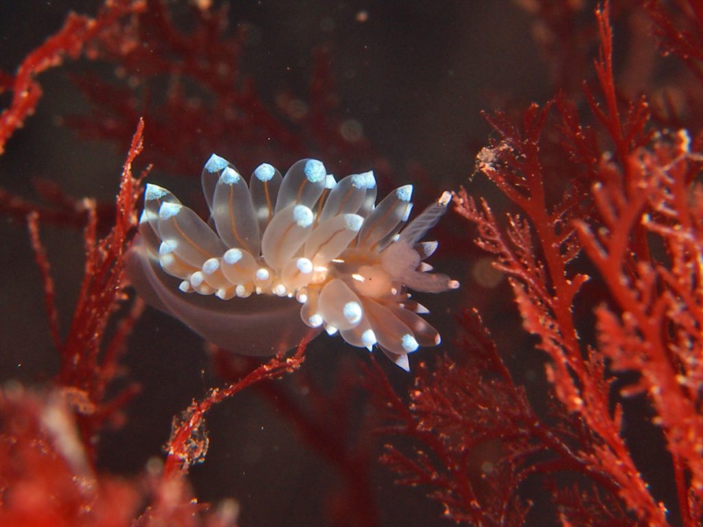 Janolus cristatus nudibranch in British waters