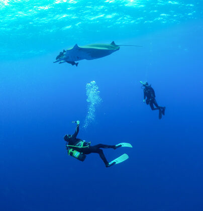 A diver with the rays