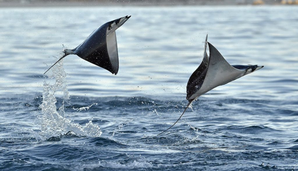 Mobula ray jumping out of the water. Mobula munkiana, known as the manta de monk, Munk's devil ray, pygmy devil ray, smoothtail mobula, is a species of ray in the family Myliobatida. Pacific ocean