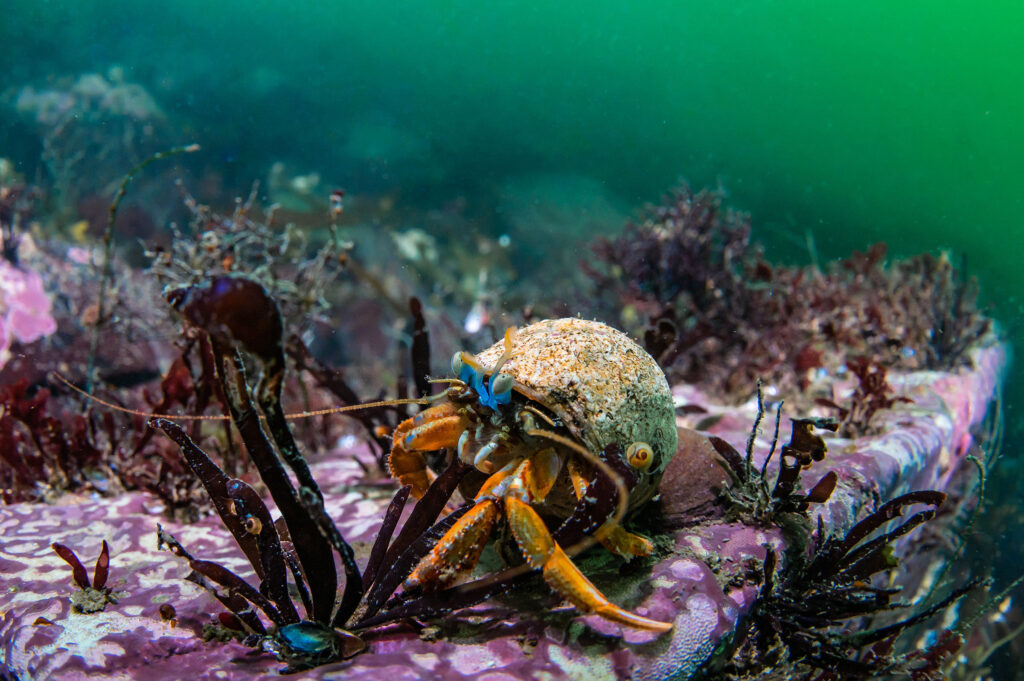 A hermit crab eyes the curious photographer starting back at it