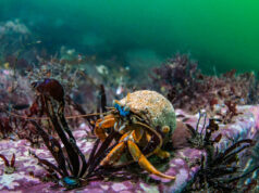 Crab in Gulf of Maine by Nirupam Nigam