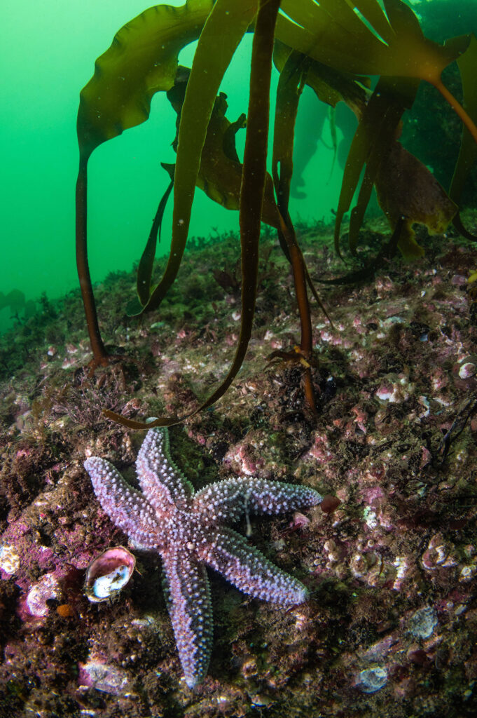 A sea star and kelp on the rocky reef of Cape Elizabeth, Maine
