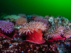 Painted anemones grip the rocks and collect food flowing with the rapid currents.