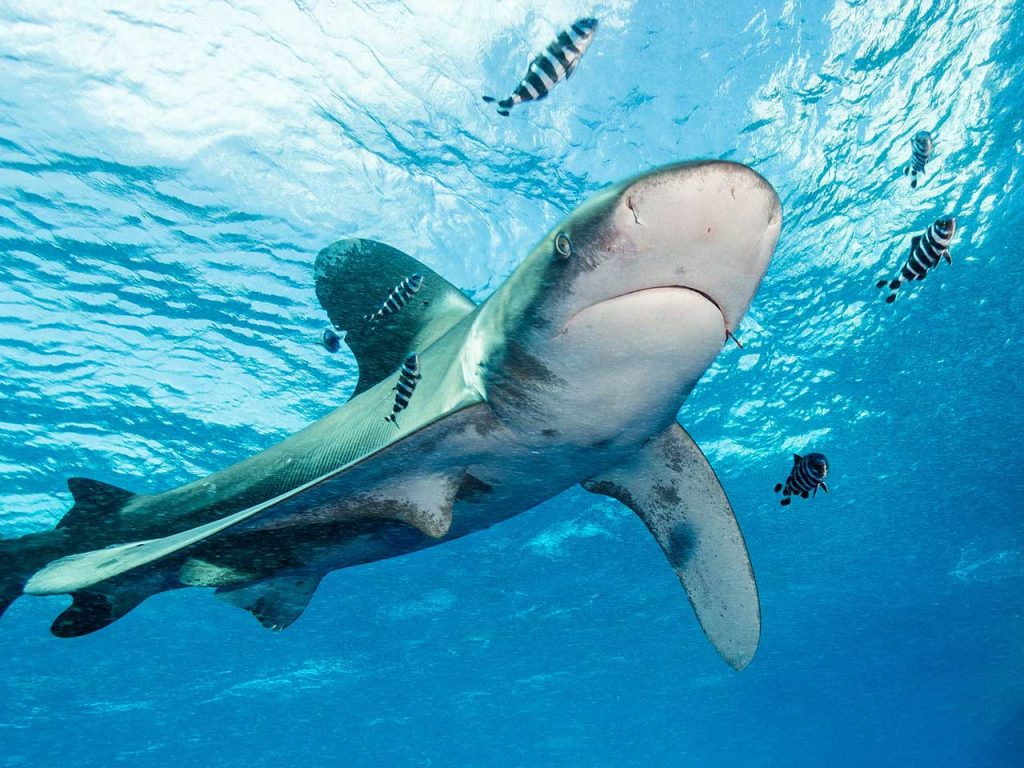 Oceanic whitetip shark at Elphinstone reef by Alexander Vasenin