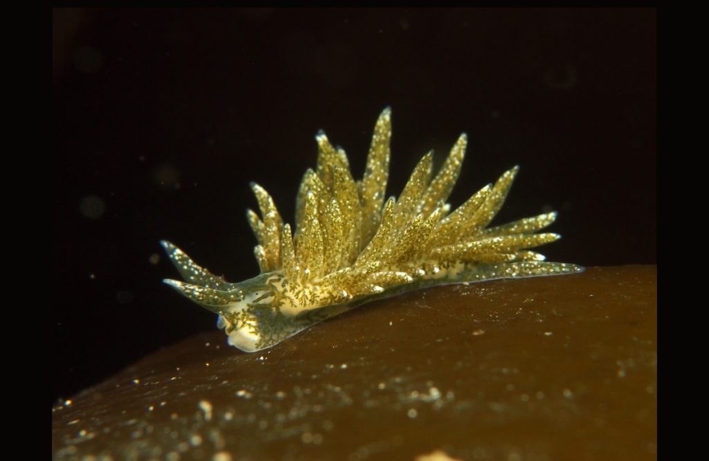 Placida dendritica sea slug