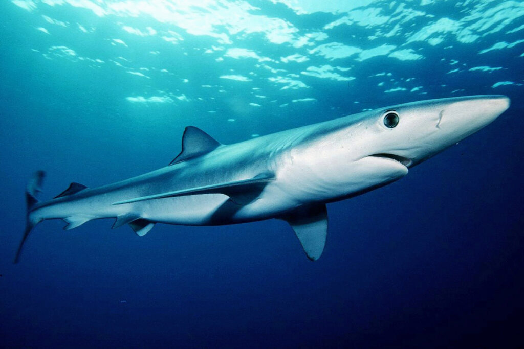 Blue shark (Prionace glauca) by Mark Conlin