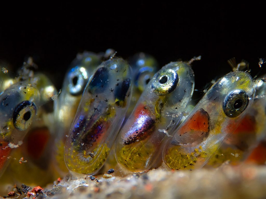 Clownfish eggs - super macro - by Paulo Isgro