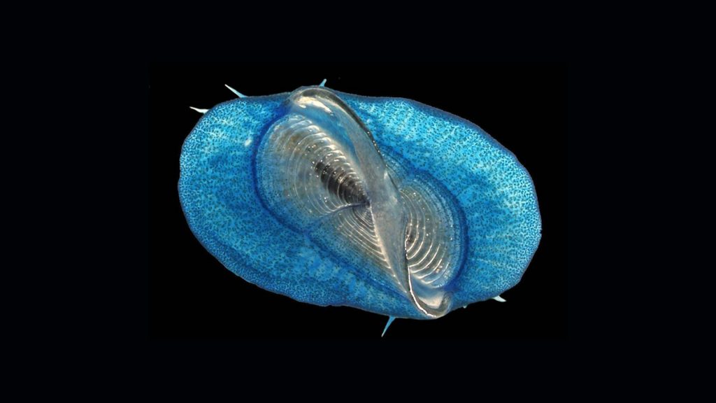 Velella. These blue jellies, known as by-the-wind sailors, drift with the wind using a special living sail.