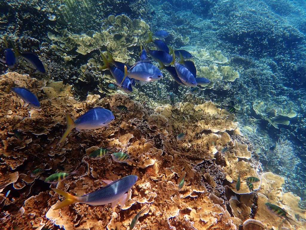 Coral reef Australia