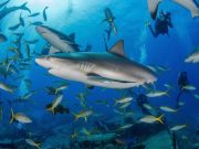 Sharks in the Bahamas