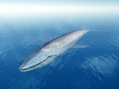 Blue Whale by Mic / DepositPHotos