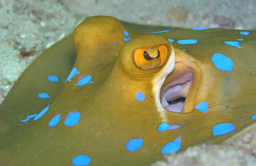 bluespotted stingray