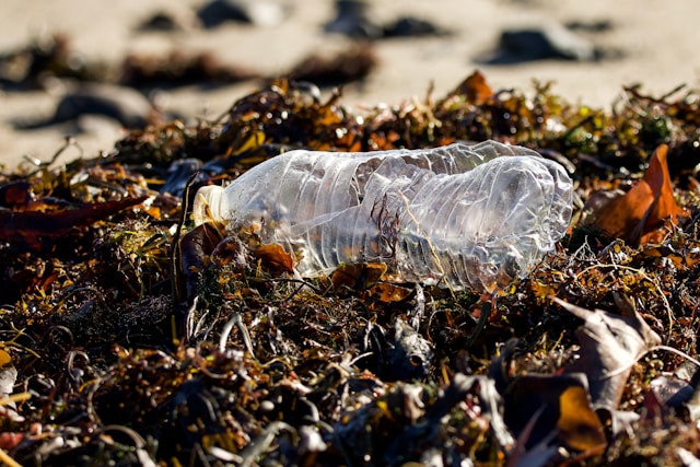 Plastic bottle on seaweed, avoiding single use plastics. pd - unsp