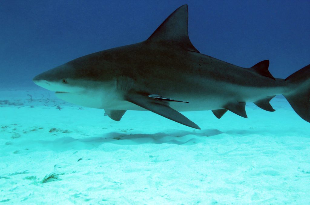 Bull Shark (Carcharhinus Leucas)