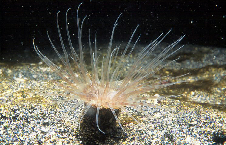 This common European species is not a true anemone. Instead of attaching itself to a rock it lives in a soft tube protruding above sand or mud.

The animals's tentacles are usually all that is visible. The inner set circle the mouth and are short and stiff. The long, flexible, attractive outer ones, over 100 of them, sweep prey inwards. When disturbed the whole anemone shoots back into its tube, like a tubeworm. The tentacle crown measures up to 10 cm across.

The burrowing anemone lives from the shallows down to 100 m. The tentacles may be white, brown, green or banded.

You find this anemone from Norway down to the Bay of Biscay.