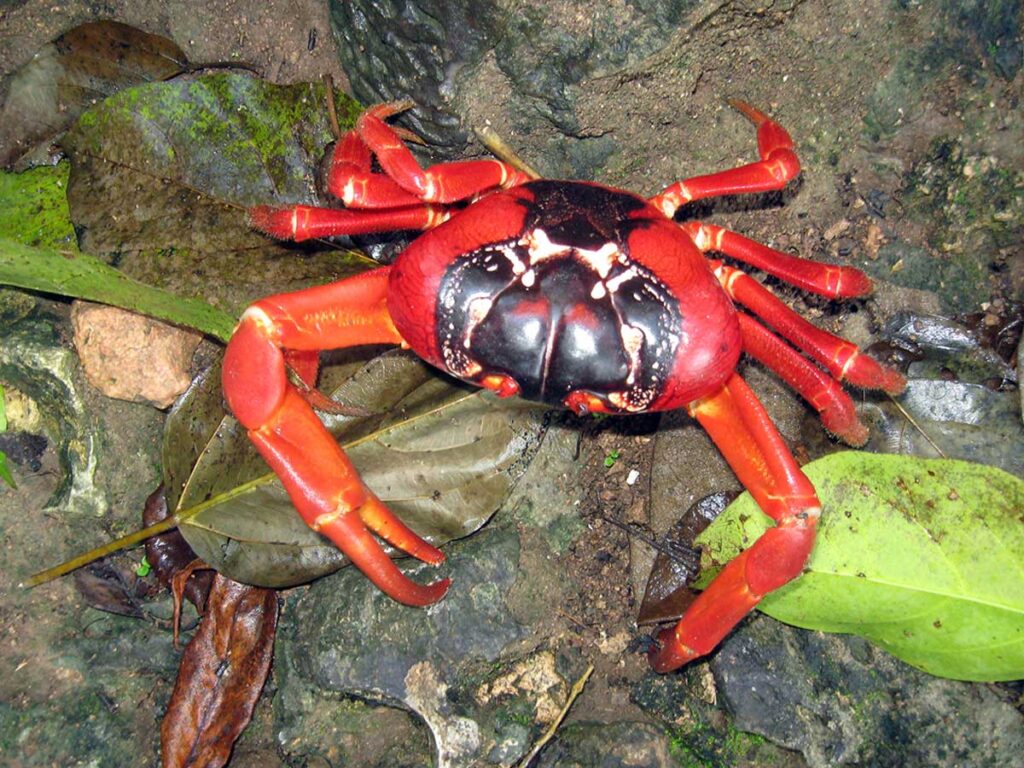 Christmas Island red crab