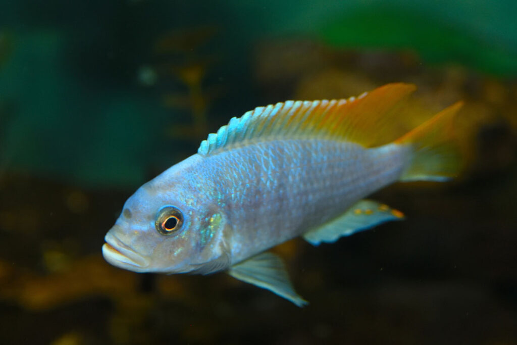 Cichlid