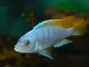 Cichlid fish