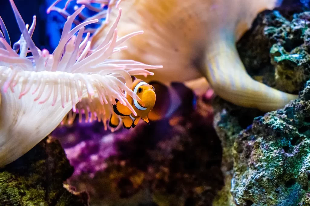 coral reef clownfish