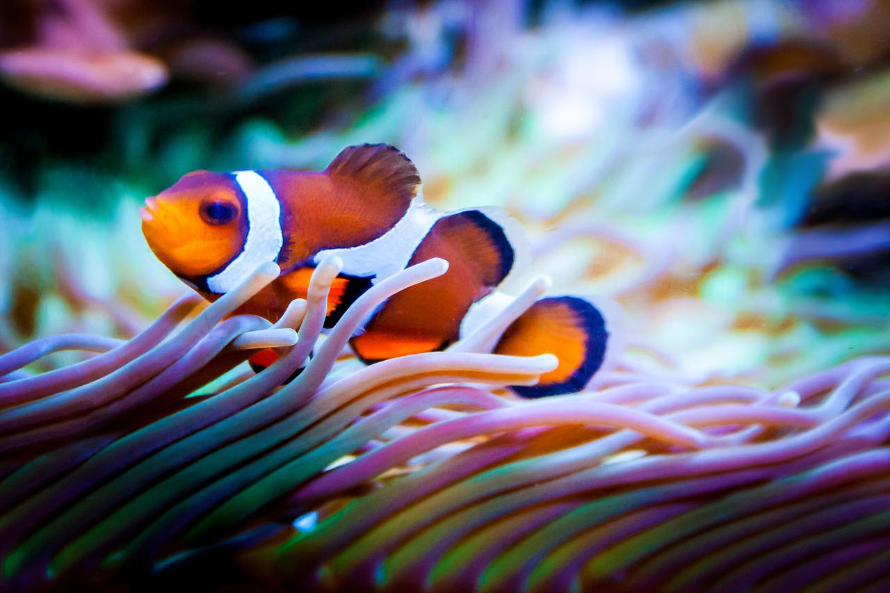 Male-to-female sex change happens first in the brain, in clownfish at least - SCUBA News