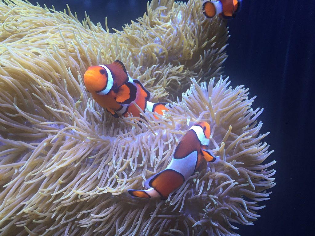 Clownfish, Amphiprion ocellaris 