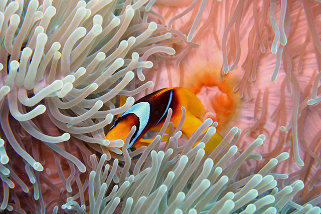 Clownfish in the Red Sea