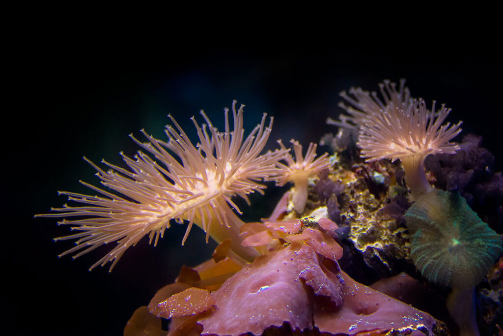 Anemones