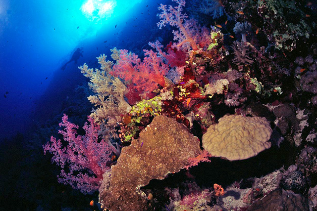 Coral reef red sea